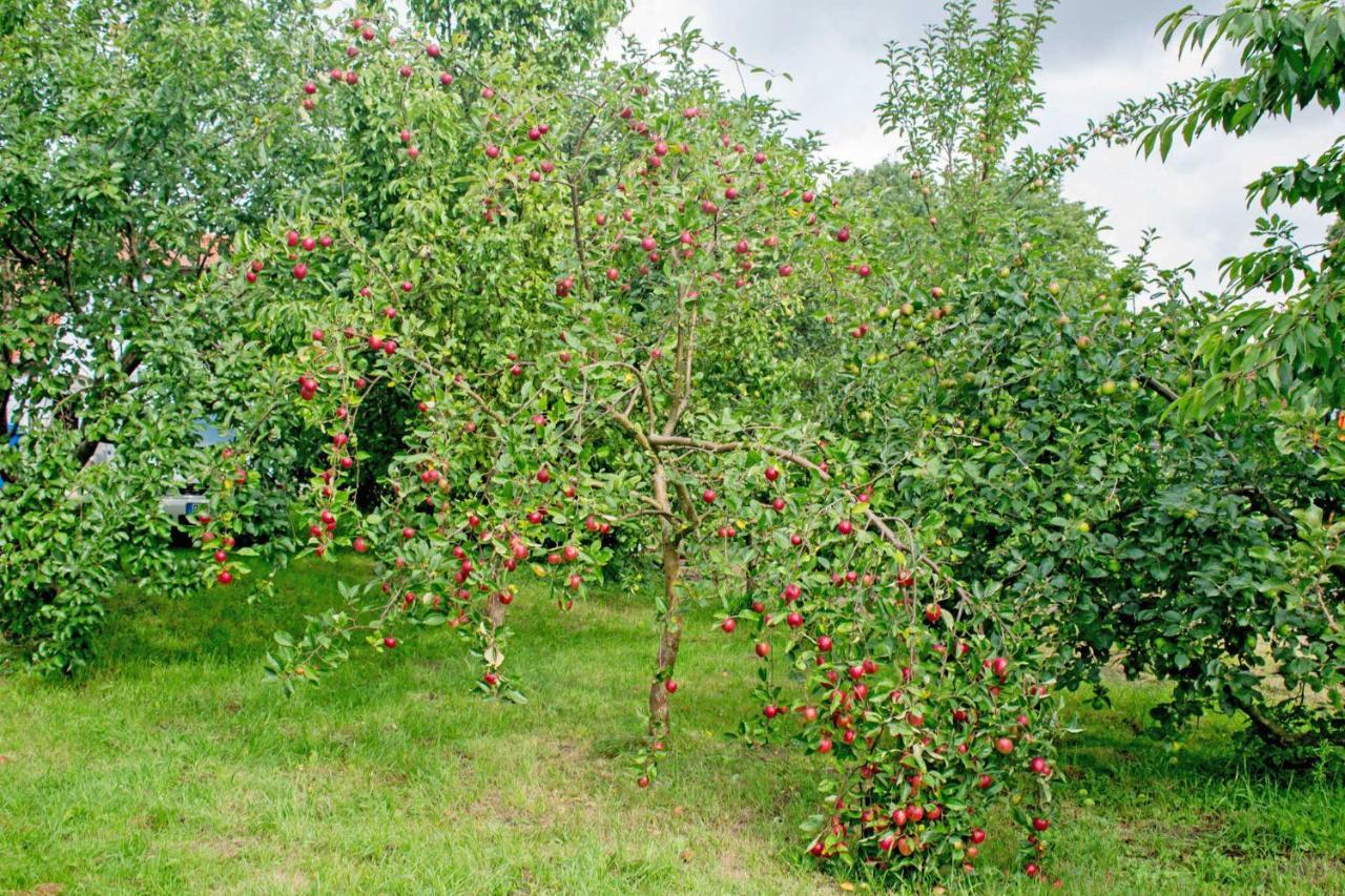Ferienwohnungen Auf Dem Pommernhof Samtens Extérieur photo